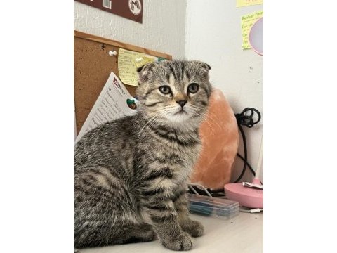 Scottish fold yavru kedimiz