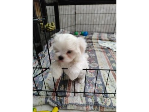 Maltese terrier adrese teslim, kapıda ödeme yapabilirsiniz