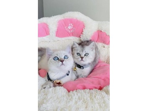 Show kalite point ve slver british shorthair bebekleirm 