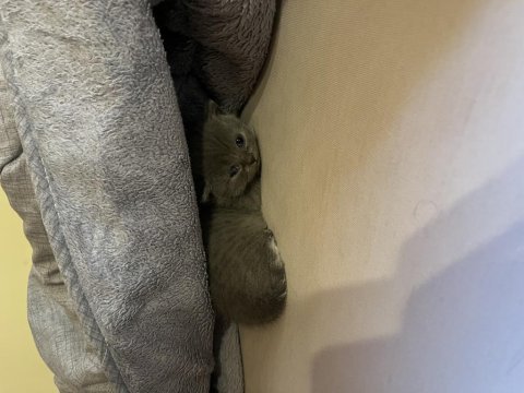 Kedimiz tom sahiplendirmek istiyorum