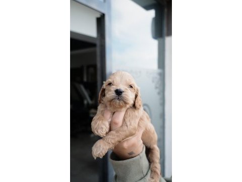American cocker yavrularımıza yuva aranıyor