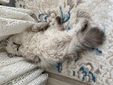 3 aylık british longhair erkek