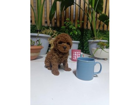 Tea cup boyutlarda kore poodle bebeklerimiz