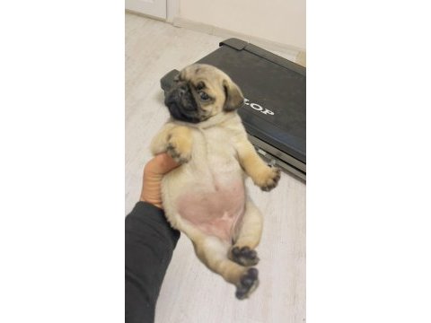 Dişi erkek pug mops