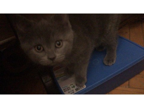 3 adet safkan british shorthair ücretli sahiplendirme