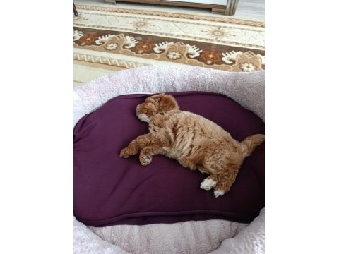 3 aylık yavru toy poodle