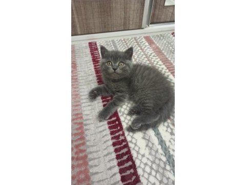 Minik british shorthair kediler
