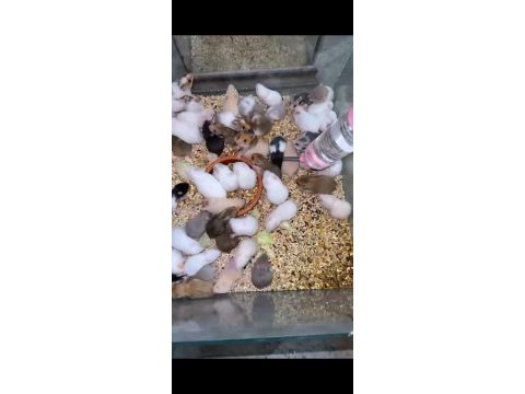 Bursa hamster yavrular
