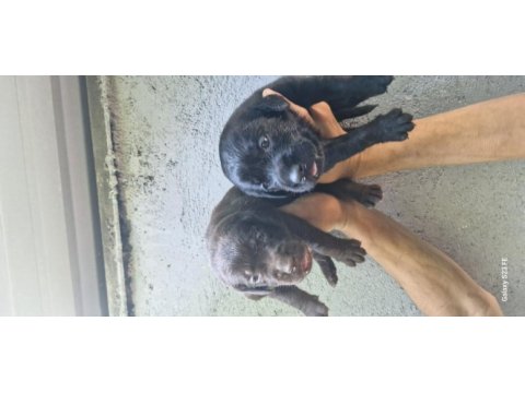 Labrador retriever