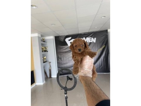 Wv eğitimli maltipo yavrular maltese toy poodle ankara da
