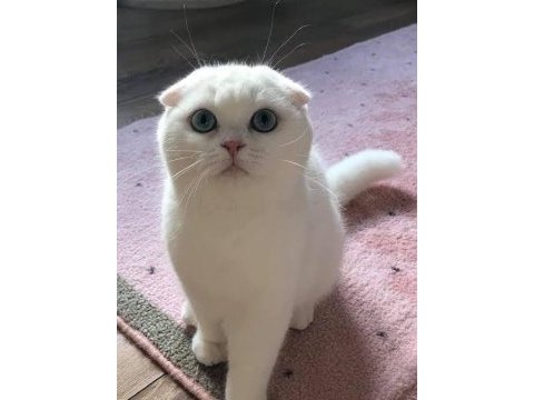 Scottish fold