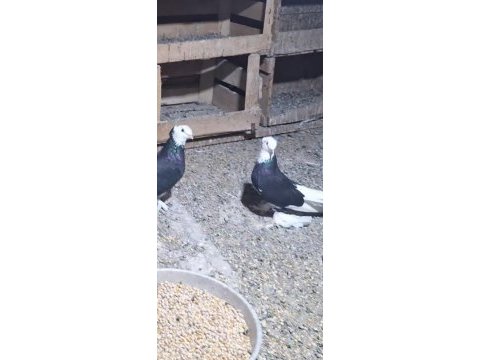 Harika alalar erkek dişi yavru damızlık güvercin