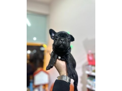 Safkan a kalite french bulldog yavrular