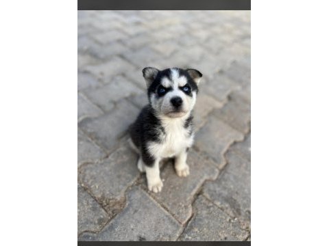 Güzellik abidesi husky yavrumuz