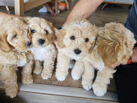 Safkan maltipoo