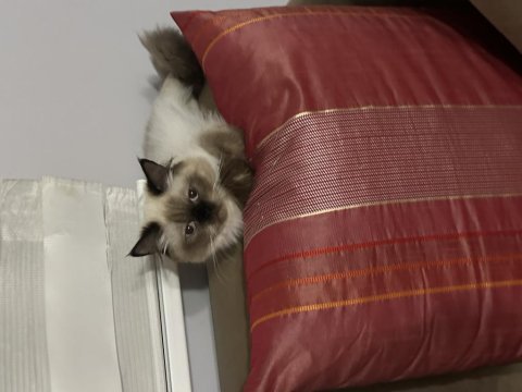 8 aylık himalayan cinsi kızımın yuvasını arıyorum