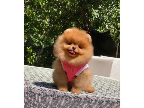Show kalite pomeranian bebeklerim