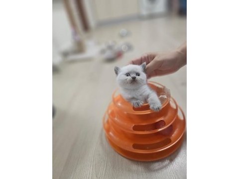 2 aylık egitimi tam plue point oyuncu kedimiz
