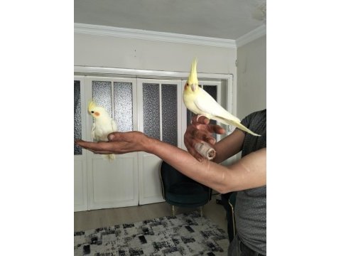 Sevimli papağanlarımız
