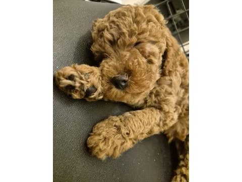 Sakarya baby face dişi bebek poodle