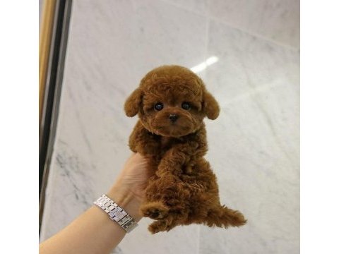 Aşılı karneli toy poodle bebekler