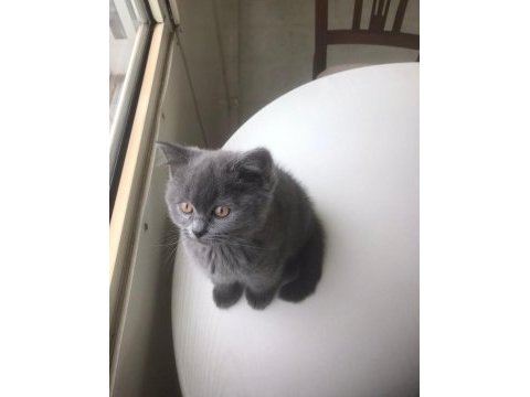 British longhair 2 aylık yavru