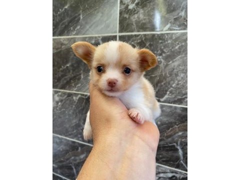 Chihuahua yavru köpeğimiz