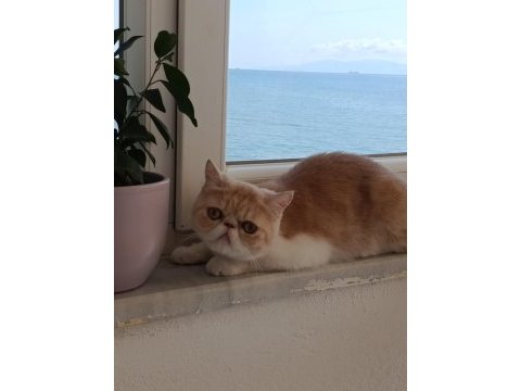 Dişi exotic shorthair