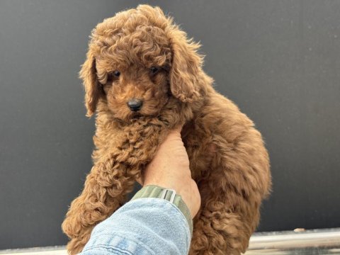 Petmode köpek çiftliğinden toy poodle yavrularımız