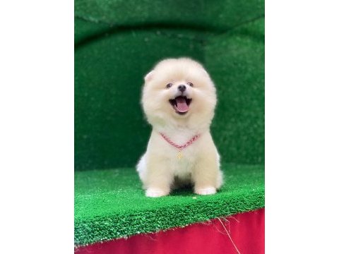 Pomeranian boo yavrumuz çok tatlı