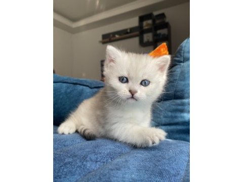 Safkan british shorthair lynx point