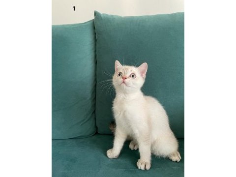 Baba full scr li blh ns11 anne lynx point bebeklerimiz