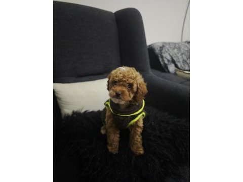 Toy poodle yavrular