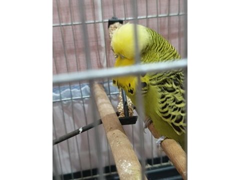 Şov jumbo erkek damızlık muhabbet kuşu