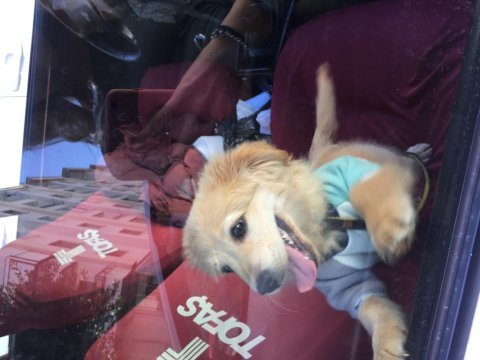 4 aylık golden kırması köpeğimiz