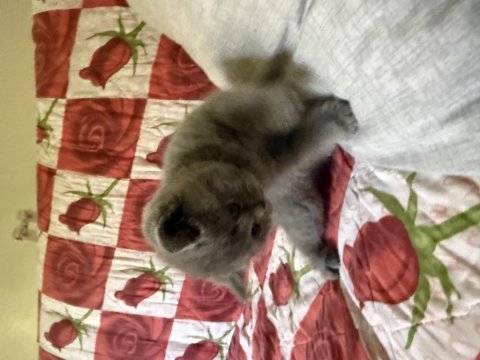 Scottish fold yavrular