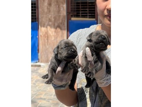 Sevimli cane corso yavrularımız