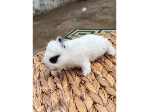 Safkan hollanda cüce tavşan sahiplendirme gerçek seven