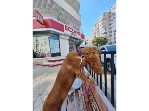 5 aylık dişi amerikan cocker