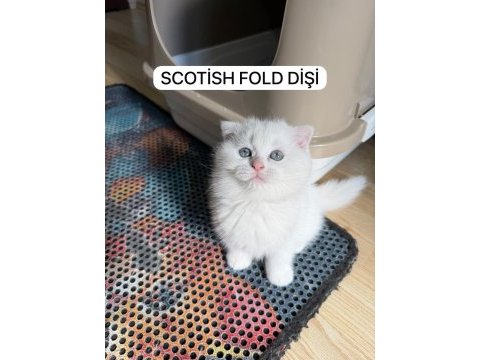 Süt beyaz scottish fold prenses hazır