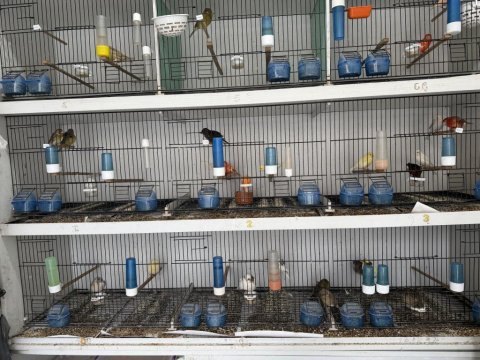 Damızlık her çeşit kanarya