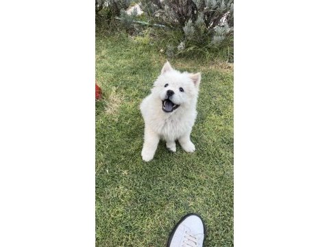 3 aylık dişi chow chow (çin aslanı)