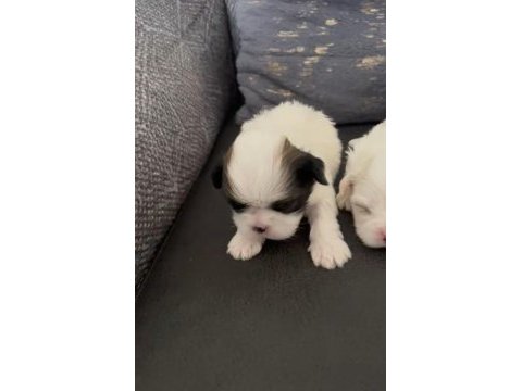 Shih tzu yavrular ırk sağlık garantili