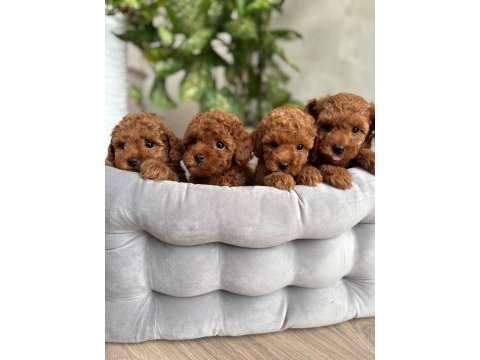 Toy poodle yavru