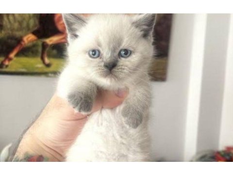 Kedi blue point scottish fold scottish straight