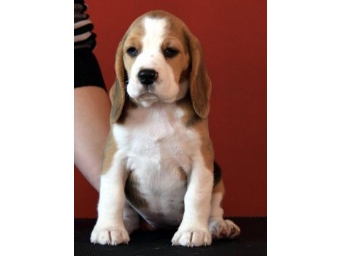 Avcı beagle yavrularım