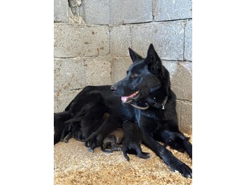 A+ anne babadan erkek dişi belçika malinois yavrular