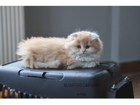 Mükemmel kalite bebek yüzlü ayıcık british longhair