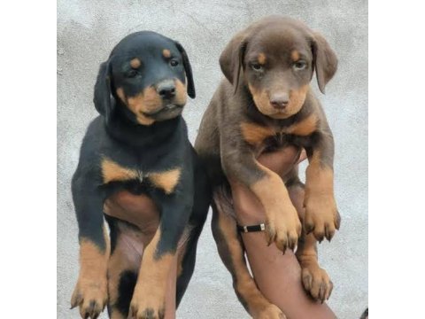 Doberman bebekler kapınıza kadar teslim ediyoruz