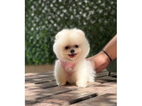 Premium güzellik orjinal pomeranian boo köpeği